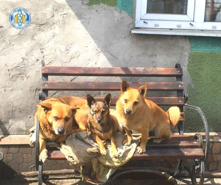 Dog shelter
